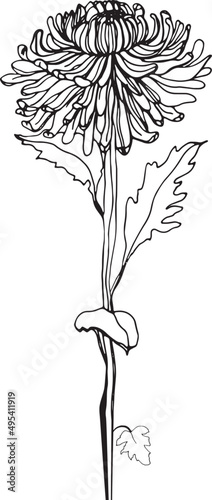 Japanese Chrysanthemum Flower Hand Drawn Illlustration