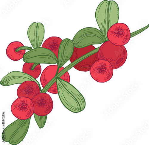 Lingonberry Branch with Berries Hand Drawn Illustration