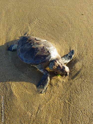 Grandes tortugas marinas  encalladas y muertas en la arena de una playa photo