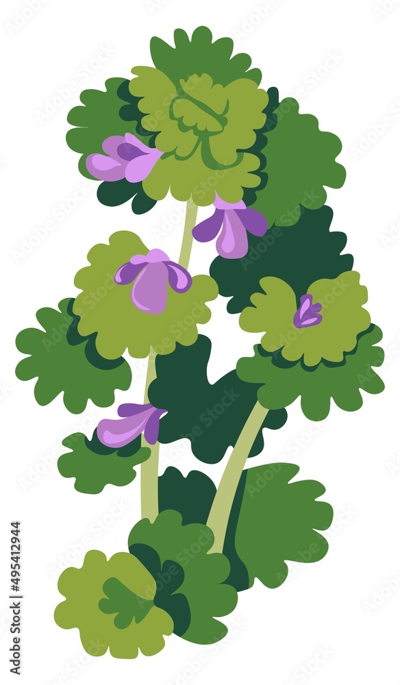 Shrubs of blooming flower, grass with foliage Shrubs of blooming flower, grass with foliage