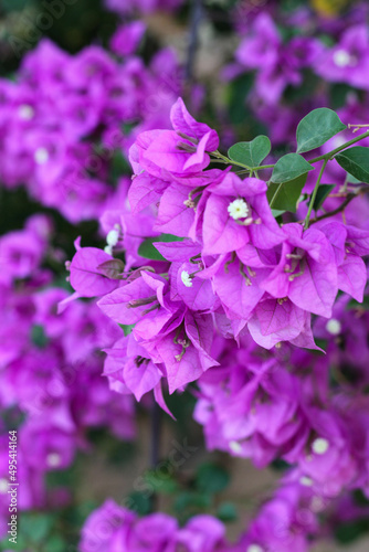 flower  nature  pink  plant  flowers  garden  spring  purple  blossom  blossom  summer  beauty  floral  flora  blooming  close up  petals  color  season  petal  bright  violet  pretty  leaves  purple 