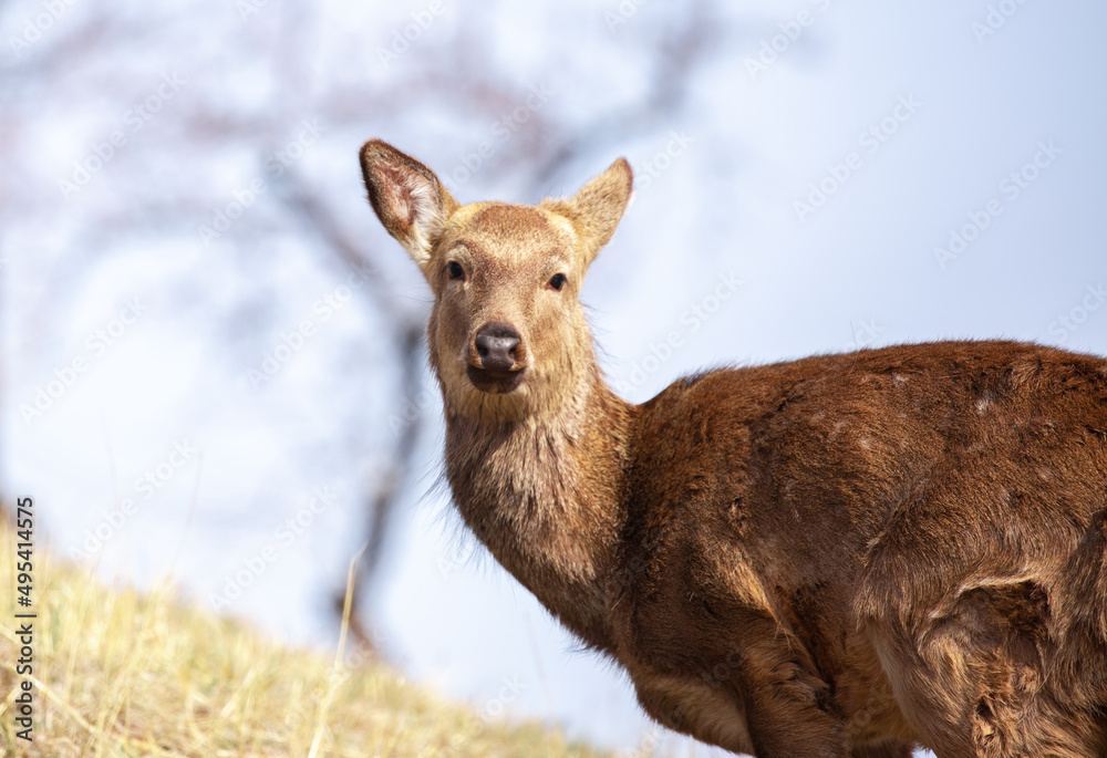 Beautiful spotted deer in the mountains against the background of green grass and snow. Fairytale spring landscape with wild animals. Beautiful spotted deer in the mountains against the background of green grass and snow. Fairytale spring landscape with wild animals.