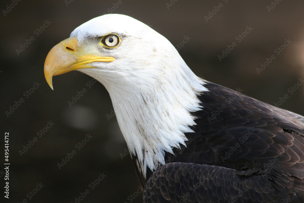 Weißkopfseeadler Weißkopfseeadler