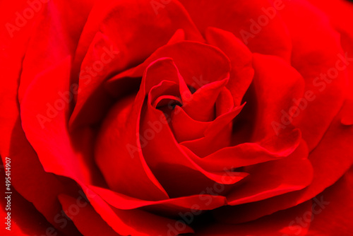 Closeup of a red rose 