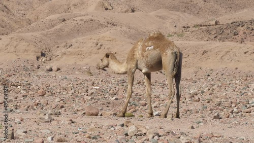 Exhausted camel looking for food in desert. Egyptian hungry young animal walking in barren area. Side view. Thirsty sick mammal moving hardly its legs, seeking for forage in sandy arid place