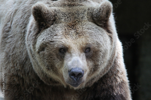 Wallpaper Mural Braunbär Torontodigital.ca