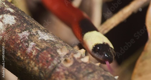 Venomous red coral snake moves as it flicks the forked tongue sensing the surrounding in the amazon rain forest photo