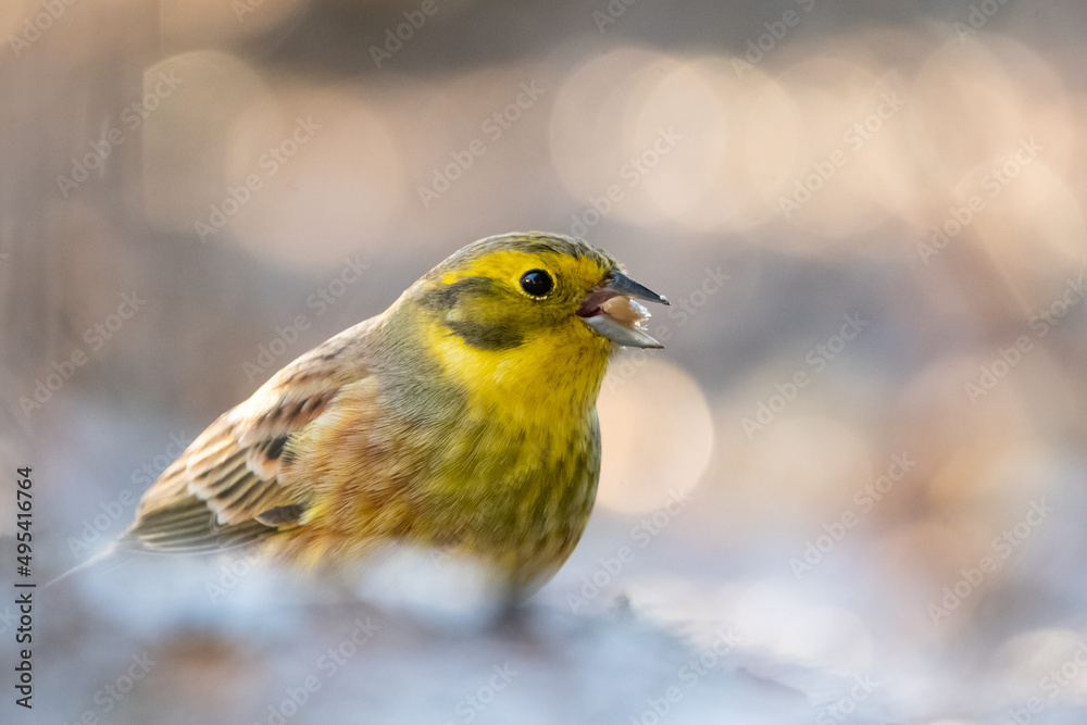 Yellowhammer at sunny day