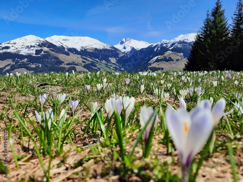 Krokusse in Jochberg in Tirol photo