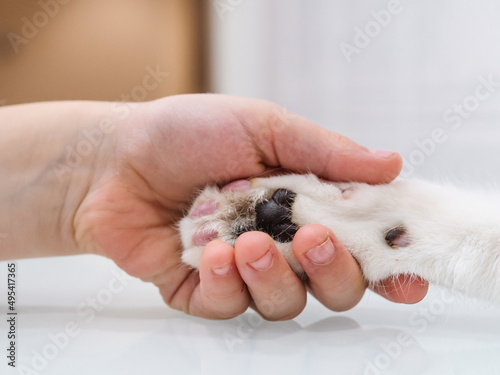 child's hand holding a cat's hand
