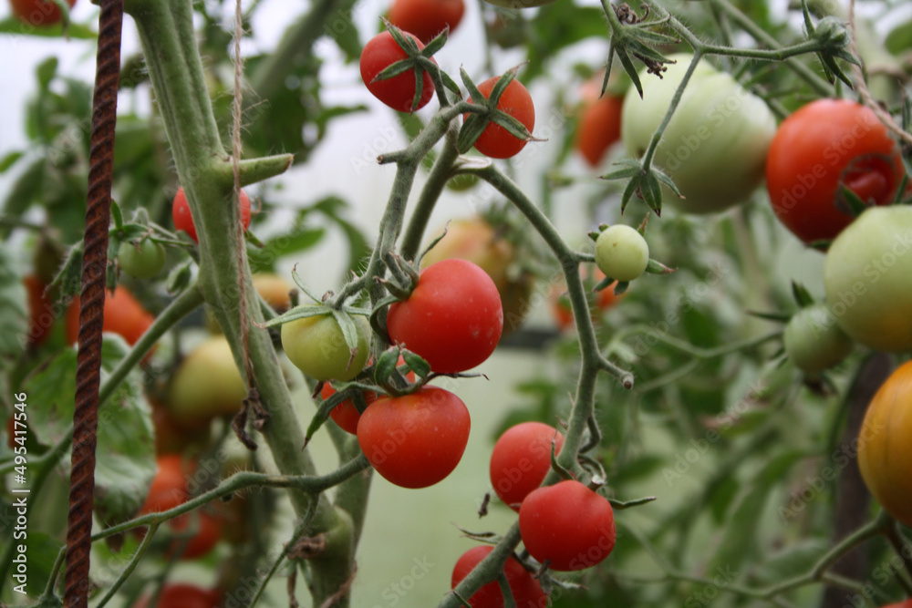 Tomatoes on a branch in the greenhouse.