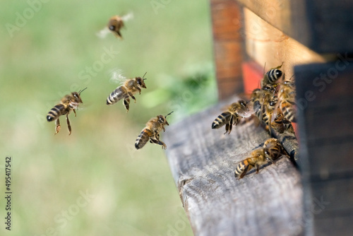 Am Bienenstock © C. Schüßler