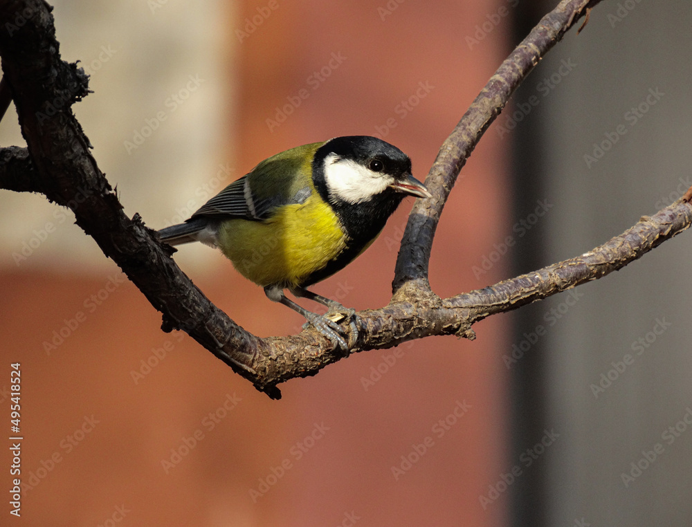 Fototapeta premium Great tit Parus major sits on a branch of a tree in a forest park and looks down in search of food