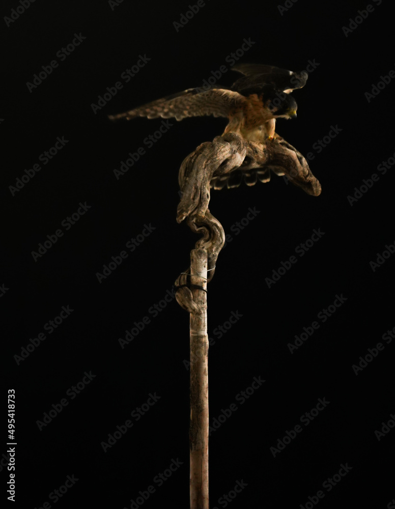 peregrin hawk standing on a brench with wings open peregrin hawk standing on a brench with wings open