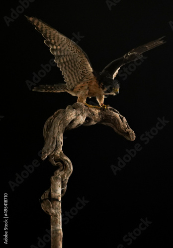 peregrin hawk standing on a brench with wings open photo