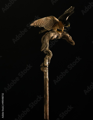 peregrin hawk standing on a brench with wings open