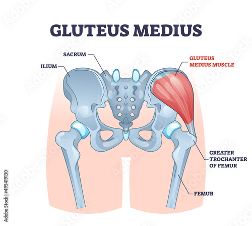 Gluteus medius muscle with human hip and groin anatomy outline diagram. Labeled educational medical scheme with skeletal ilium, sacrum, femur and greater trochanter of femur bones vector illustration. photo