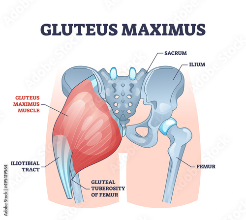 Gluteus maximus muscle as medical hip and leg medical anatomy outline diagram. Labeled educational human iliotibial tract, gluteal tuberosity of femur and groin skeletal structure vector illustration. photo