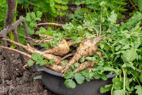 A bunch of freshly harvested parsnips in a kitchen garden. photo