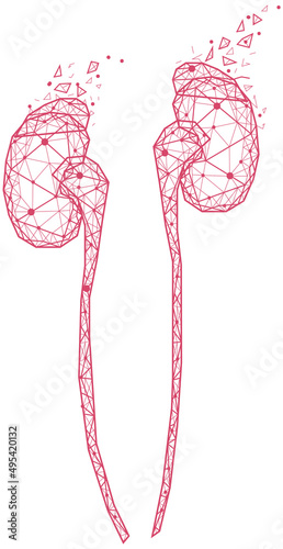 Polygonal human kidneys made of red lines and dots. Medical research of internal organs, innovative approach concept. Organ of human urinary system. Modern depiction of kidney for urine excretion