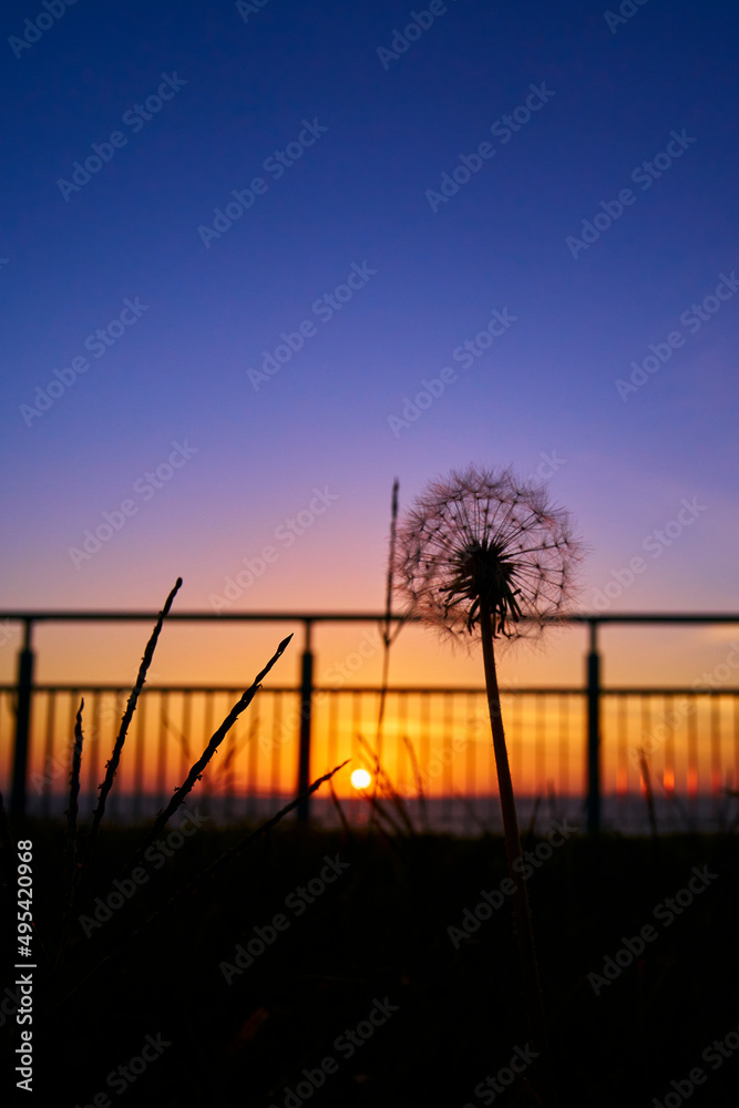 Rinku Park at Sunset