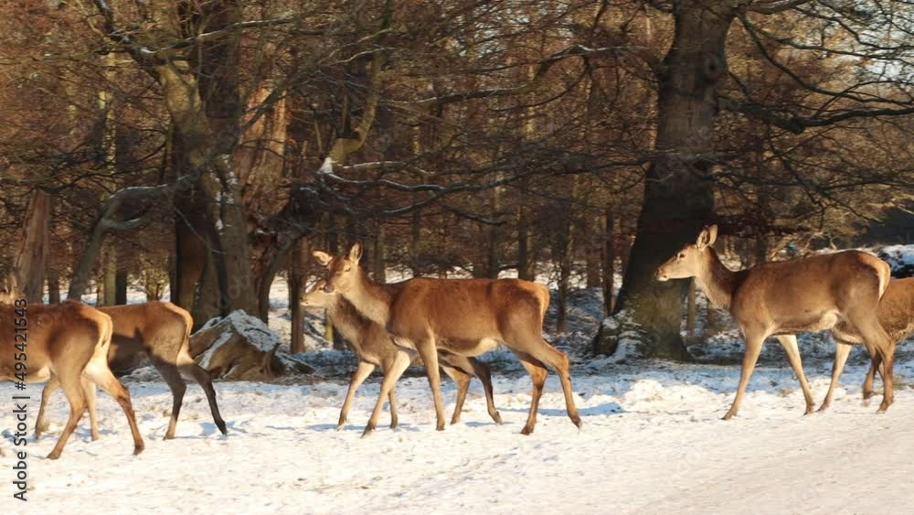 Wild deer group walking migrating winter sun light park – 4K Ultra HD UHD Wild deer group walking migrating winter sun light park – 4K Ultra HD UHD