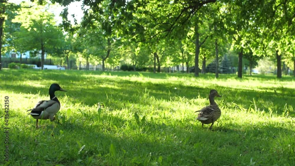little ducks run, play on the green grass in the park, the sun shines on them
little ducks run, play on the green grass in the park, the sun shines on them