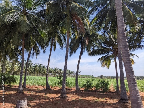 coconut trees