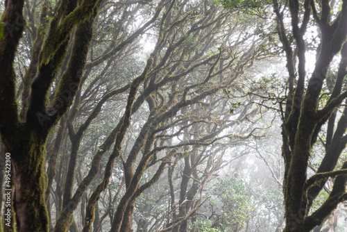 Misty primary forest of the Anaga Rural Park, UNESCO Biosphere Reserve, Tenerife, Canary island, Spain photo