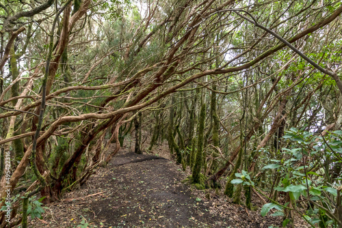 Misty primary forest of the Anaga Rural Park, UNESCO Biosphere Reserve, Tenerife, Canary island, Spain photo