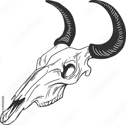Skull of Animal with Horns Hand Drawn Illustration