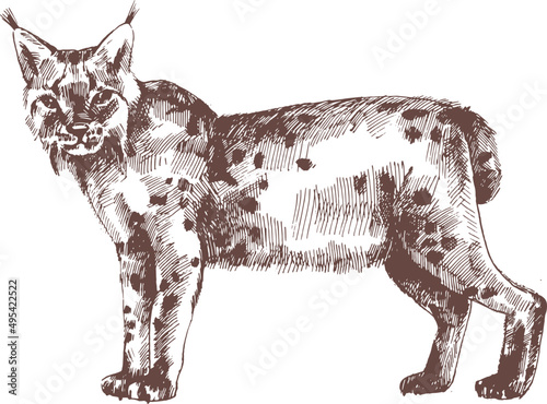 Lynx or Bobcat Hand Drawn Engraving Illustration