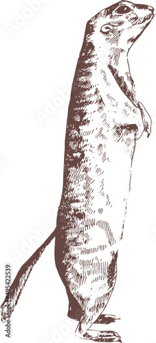 Ground Squirrel Hand Drawn Engraving Illustration