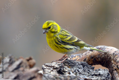 The European serin, or simply the serin (Serinus serinus), is the smallest European species of the family of finches (Fringillidae) and is closely related to the Atlantic canary. 