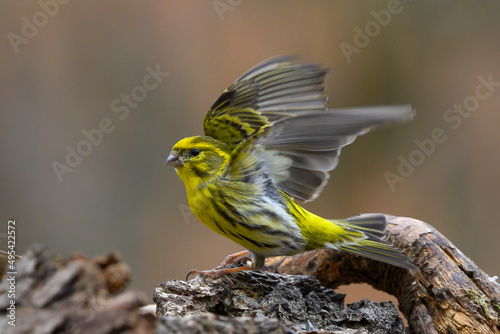 The European serin, or simply the serin (Serinus serinus), is the smallest European species of the family of finches (Fringillidae) and is closely related to the Atlantic canary.  photo