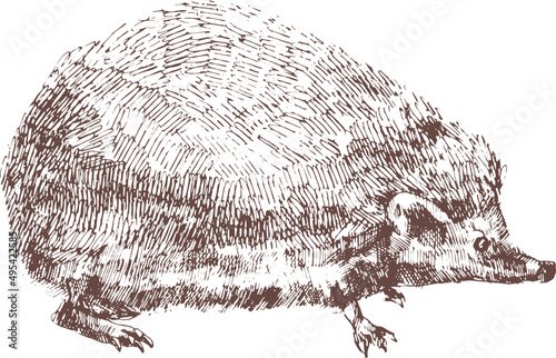 Adorable Hedgehog Hand Drawn Engraving Illustration