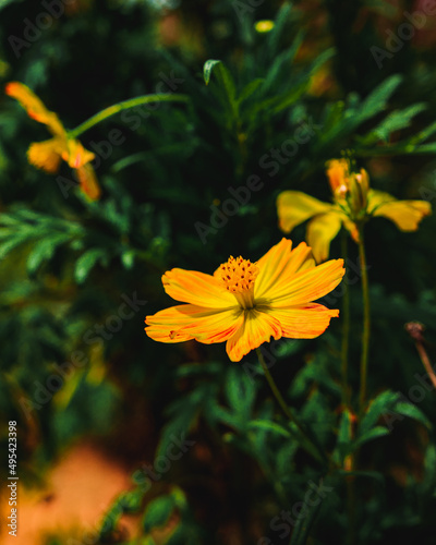 Lovely Little yellow sulfur cosmos flower around greens 