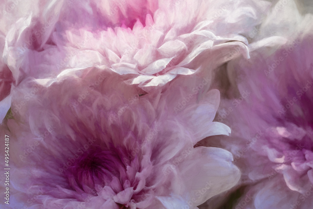 Digital painting of pink Aster flowers in bloom.
