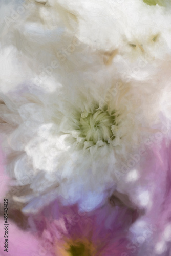 Digital painting of white Aster flowers in bloom.