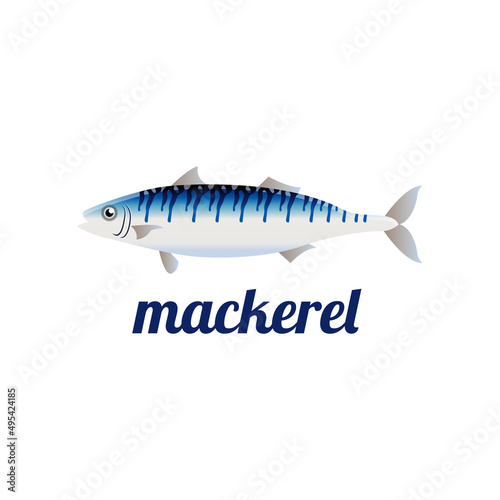 mackerel fish isolated vector illustration
