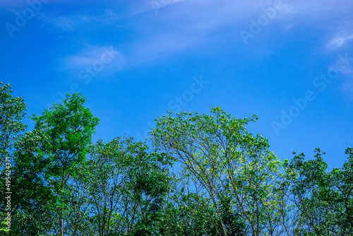 Fototapeta Naklejka Na Ścianę i Meble -  Forest with beautiful blue sky