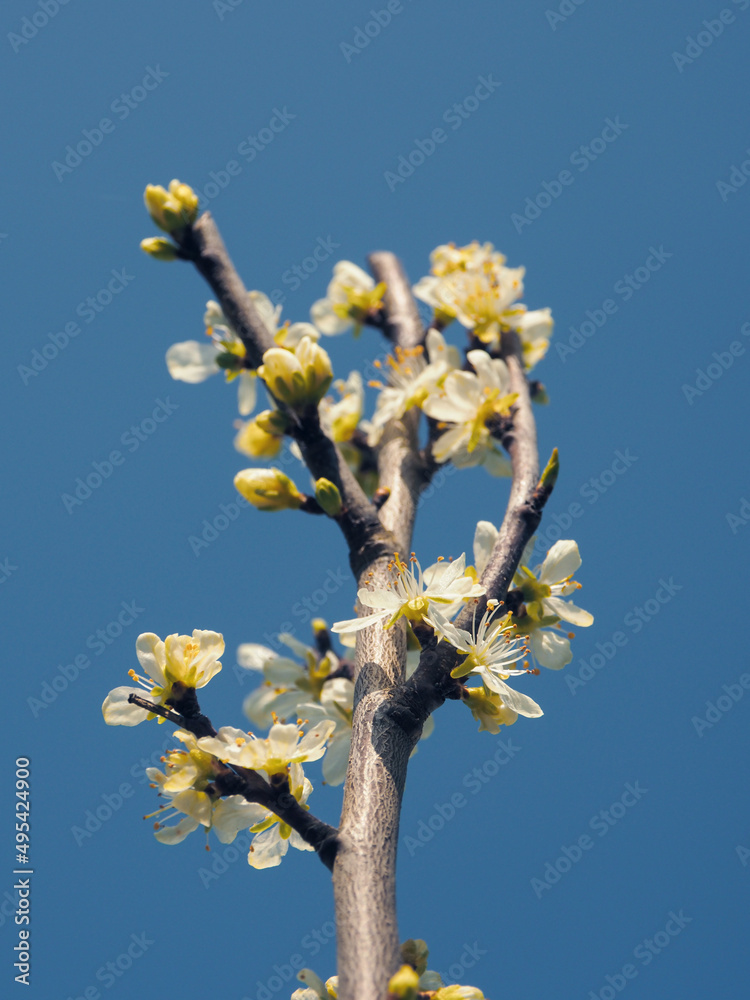 Fresh beautiful blossom of a plum tree close up on a sunny day Fresh beautiful blossom of a plum tree close up on a sunny day