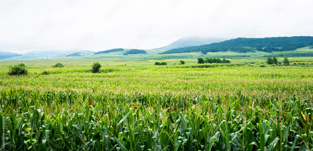 Landscape view of a corn field