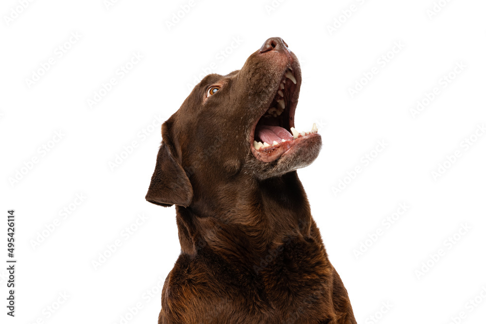 Obraz premium Half-length portrait of beuatiful dog, chocolate color labrador posing isolated on white background. Concept of animal, pets, vet, friendship
