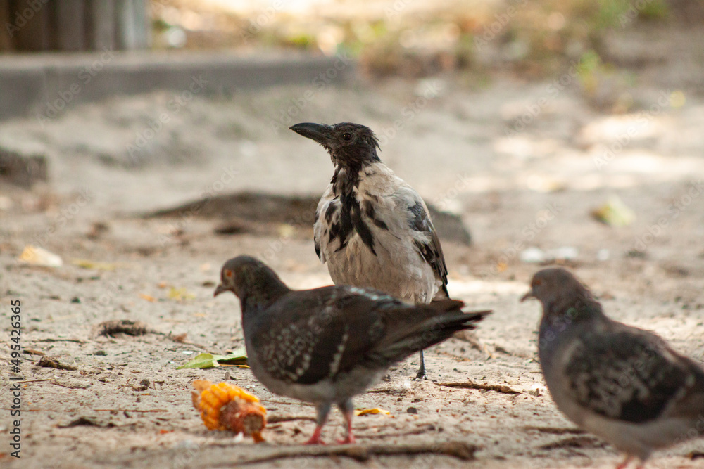 Fototapeta premium Against the background of pigeons eating, the crow looks like people will give it some food. Ukraine, Kyiv, Obolon district, White Lake.