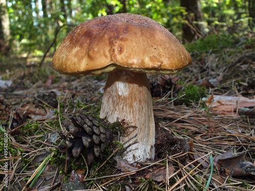 A boletus in the coniferous forest