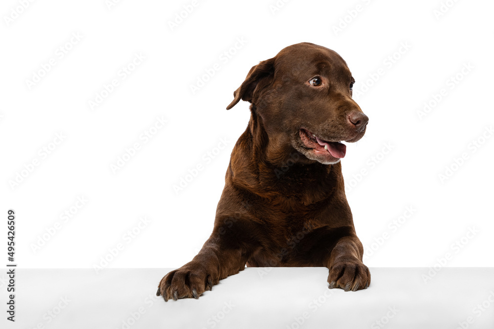 Half-length portrait of beuatiful dog, chocolate color labrador posing isolated on white background. Concept of animal, pets, vet, friendship