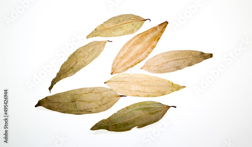 Indian bay leaves or tej patta isolated on white background with clipping path. Dried bay leaves. photo