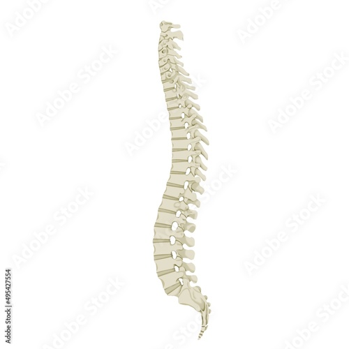 Color illustration of spine seen from the side