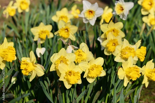St David day. Welsh national flowers yellow daffodils growing in a park, close up
